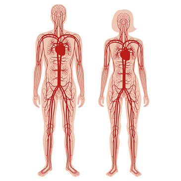 Transportwege im Körper: die Blutgefäße