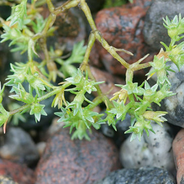 Scleranthus hilft den Wankelmütigen