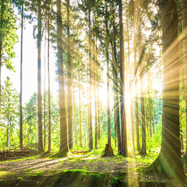 Waldbaden – Heilende Kraft der Natur