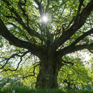 Oak: Kraftvolle Blüte bei Überlastung