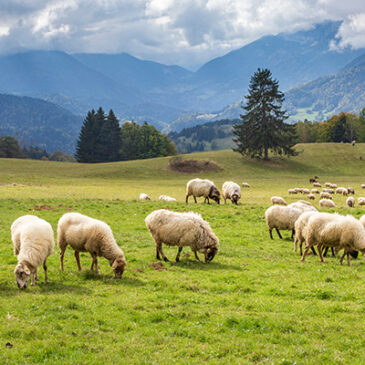 Die Natur-Apotheke unserer Wildtiere