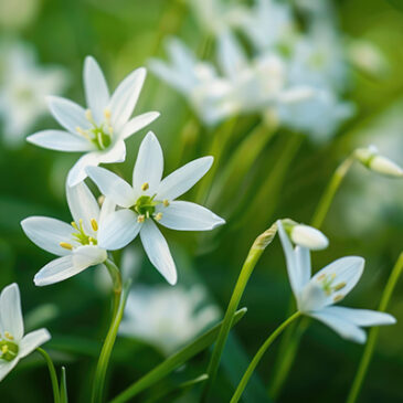 Mit Star of Bethlehem den Schock auflösen