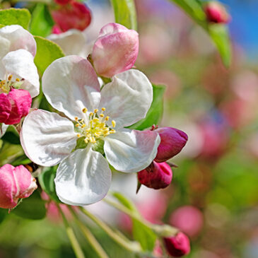 Crab Apple: die Reinigungsblüte