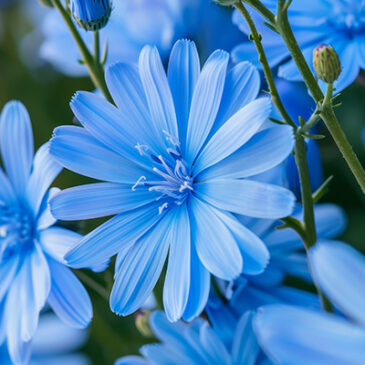 Chicory: Die Blüte für mehr Taktgefühl