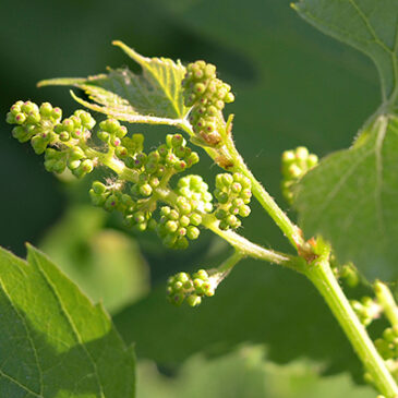 Vine: „Autoritätsblüte“ sorgt für Ausgleich